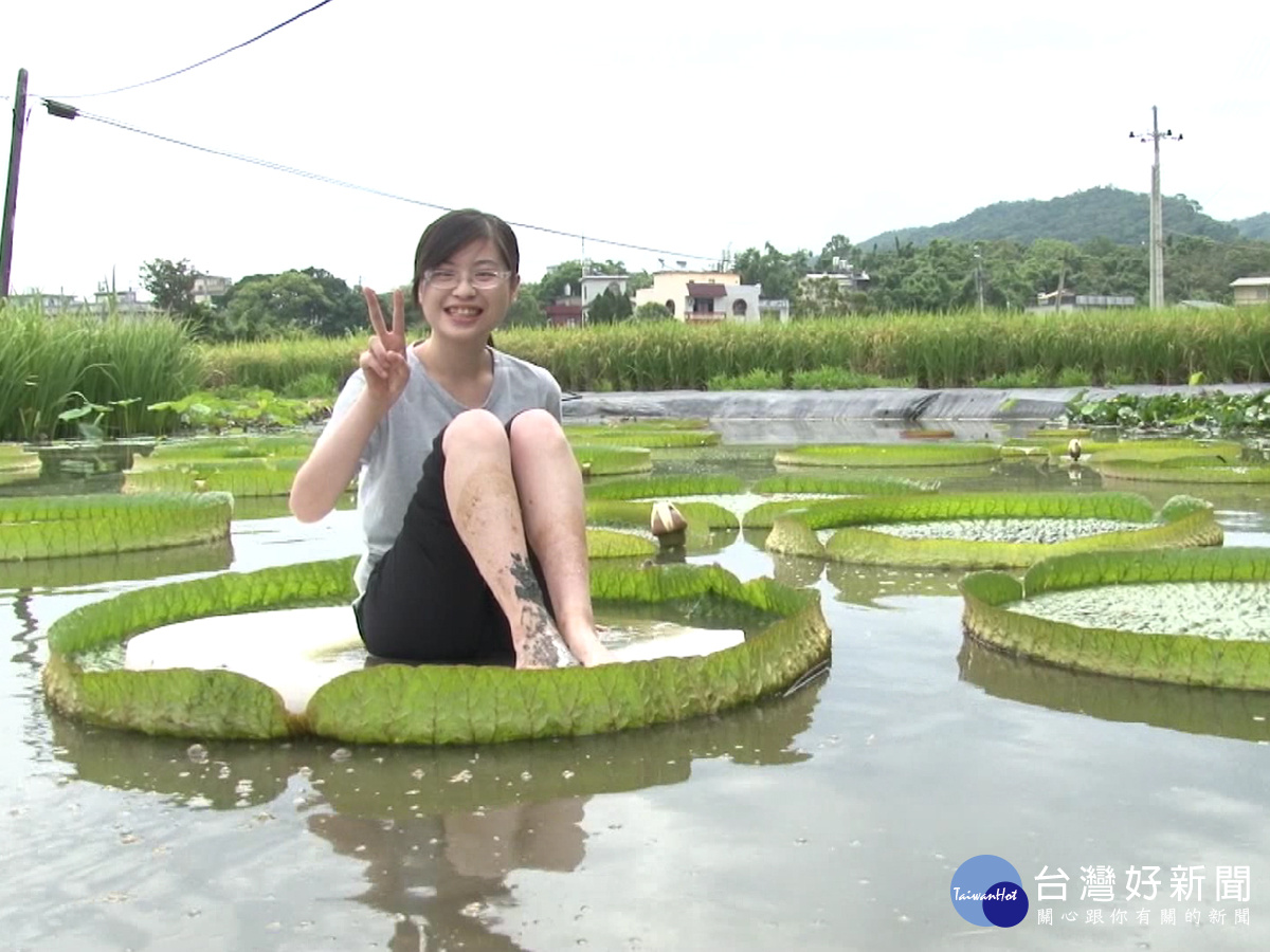 新埔大王蓮寬近兩米　開放乘坐體驗