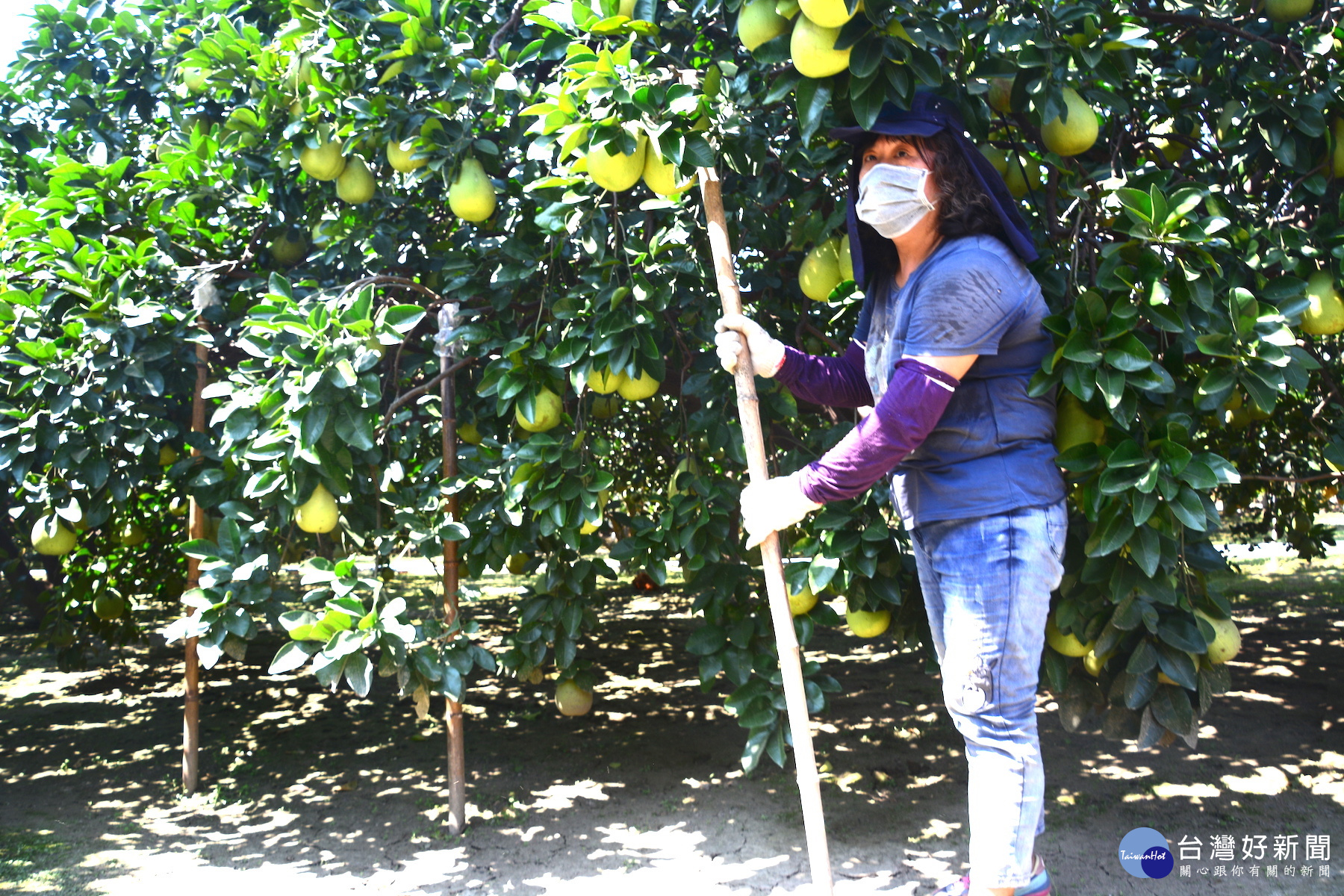 天鴿颱風逼近　柚農加強文旦「固椿」工作