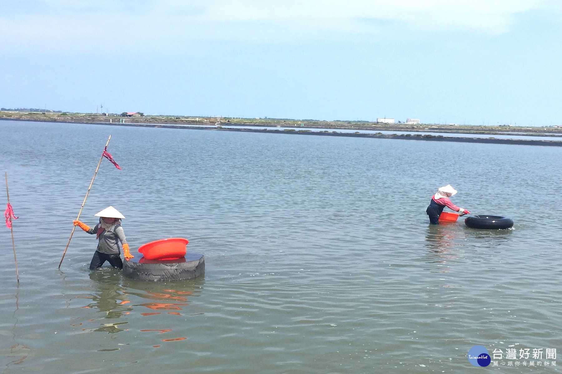撒文蛤苗　獨特行業恐沒人接棒