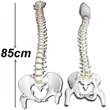 JP-205 成人比例脊椎骨模型