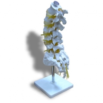 JP-207A 腰椎尾骨馬尾神經模型