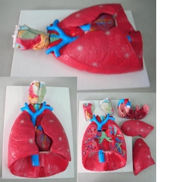 JP-246 喉心肺