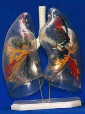 JP-245 透明肺