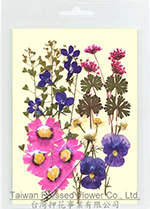 01427 Garden Design Pack-Rhodanthe Pink