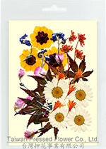 01426 Garden Design Pack-Paper Daisy White