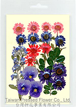 01425 Garden design pack -viola blue