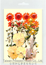 01422 Garden design pack - pansy yellow