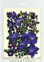 01414 Verbena Blue Flower Collection