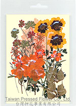 01402 Orange series Flower Collection