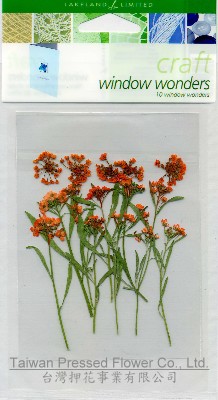 01716 SA-pack -Alyssum Plants