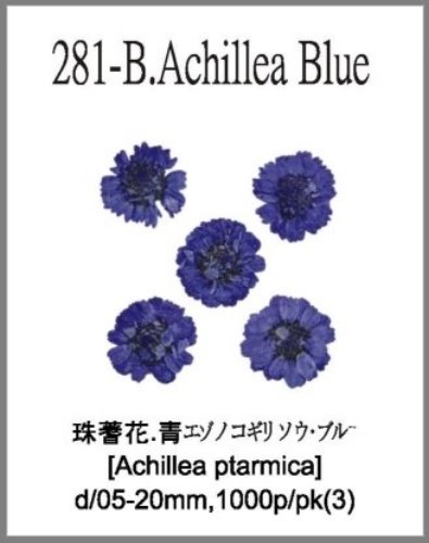 281-B.Achillea Blue