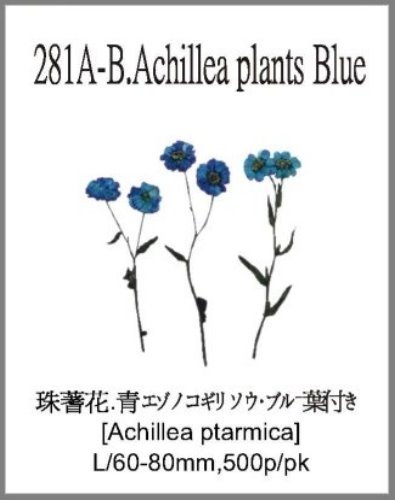 281A-B.Achillea plants Blue