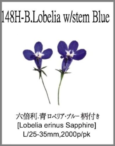 148H-B.Lobelia w/stem Blue 