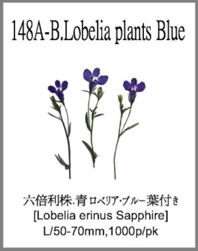 148A-B.Lobelia plants Blue 