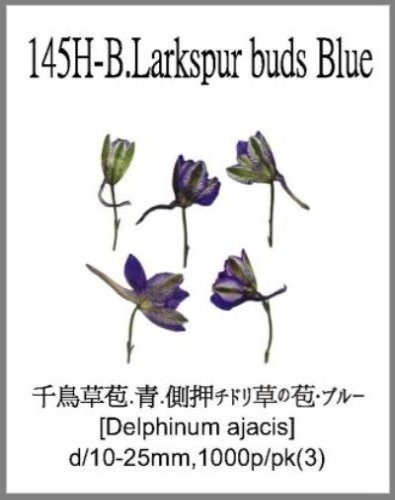 145H-B.Larkspur buds Blue 