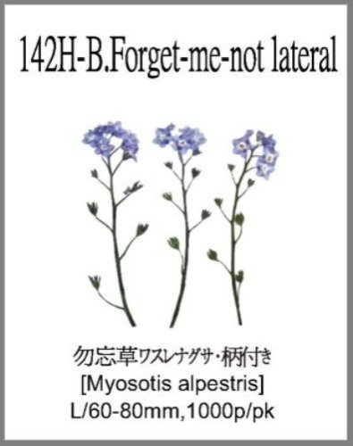 142H-B.Forget-me-not lateral 