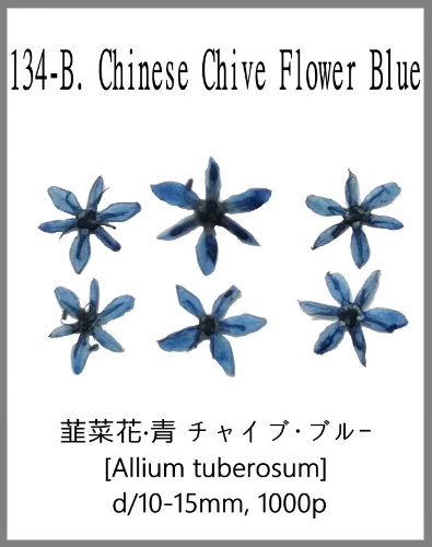 134-B. Chinese Chive Flower Blue 
