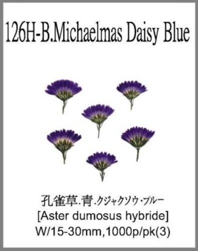 126H-B.Michaelmas Daisy Blue 