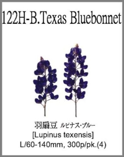 122H-B.Texas Bluebonnet 