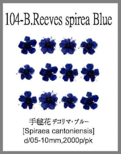 104-B.Reeves spirea flower Blue 