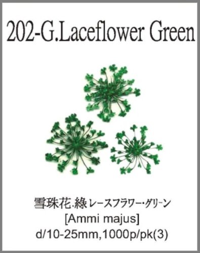 202-G.Laceflower Green 