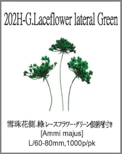 202H-G.Laceflower lateral Green 