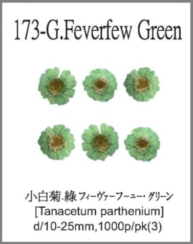 173-G.Feverfew Green 