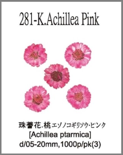 281-K.Achillea Pink 