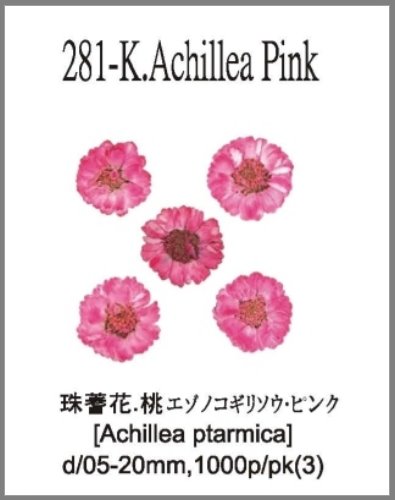 281-K.Achi