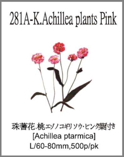 281A-K.Achillea plants Pink 