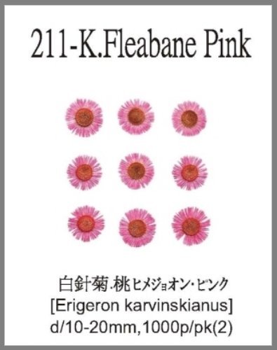 211-K.Fleabane Pink 
