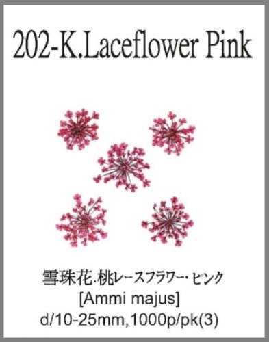 202-K.Laceflower Pink 