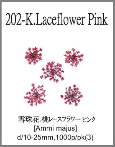 202-K.Lace