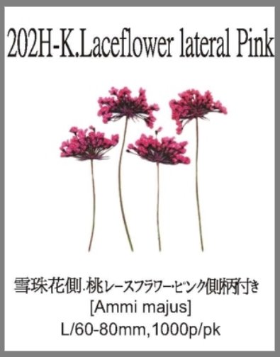 202H-K.Laceflower lateral Pink 