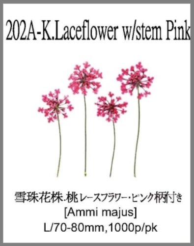 202A-K.Laceflower w/stem Pink 