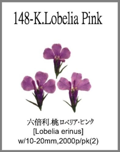 148-K.Lobe
