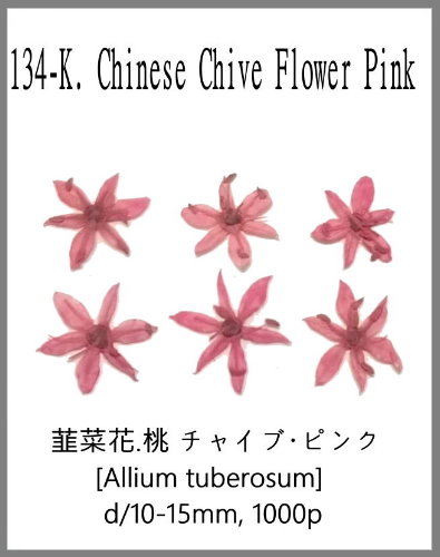 134-K. Chinese Chive Flower Pink 