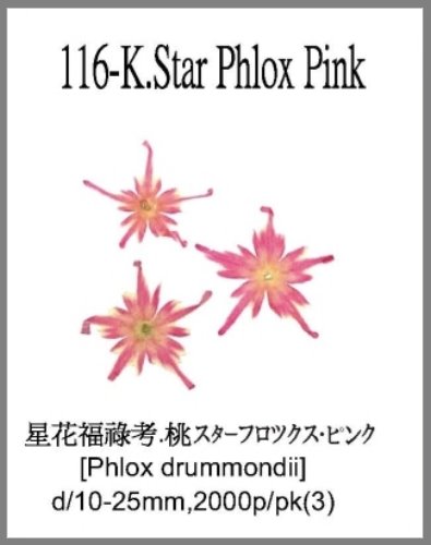 116-K.Star Phlox Pink 