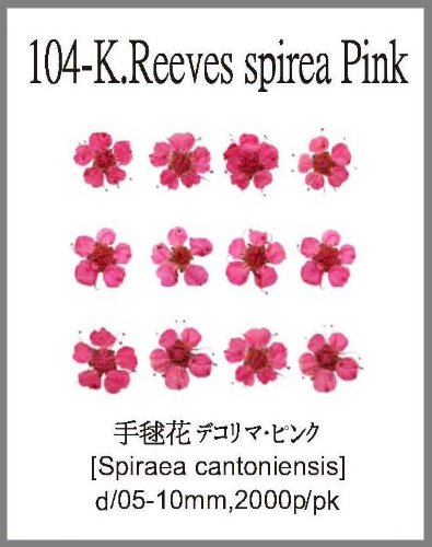104-K.Reeves spirea flower Pink 