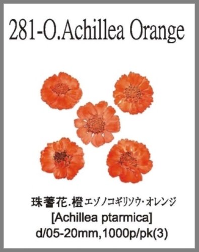 281-O.Achillea Orange 