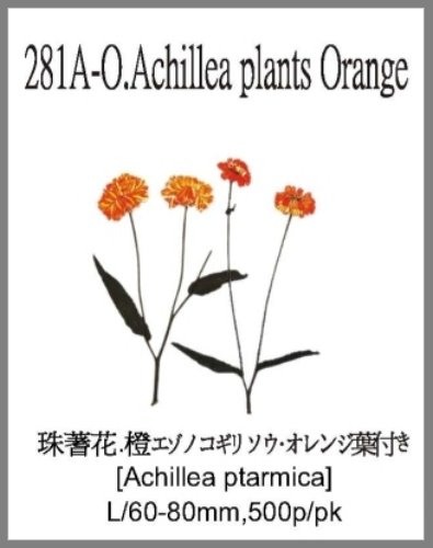 281A-O.Achillea plants Orange 