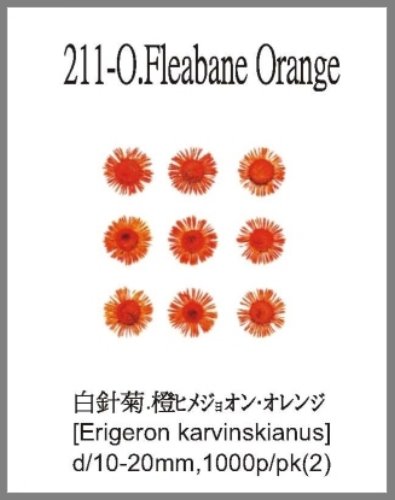 211-O.Fleabane Orange 
