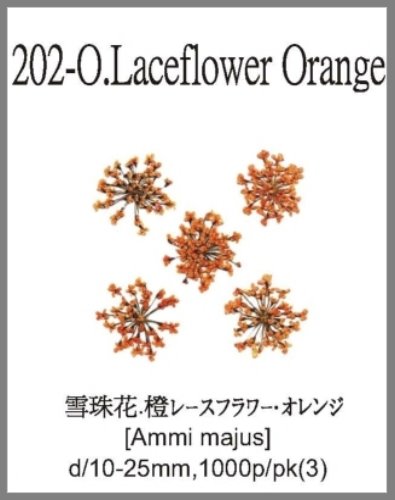 202-O.Lace