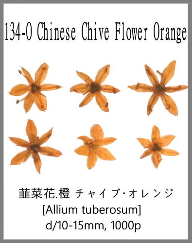 134-O. Chinese Chive Flower Orange 