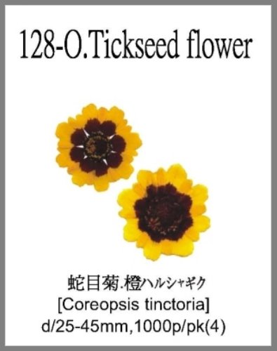 128-O.Tickseed flower 