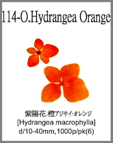 114-O.Hydrangea Orange 