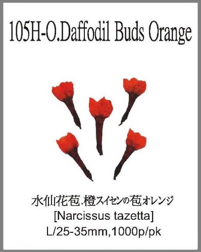 105H-O.Daffodil Buds Orange 