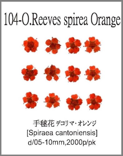 104-O.Reeves spirea flower Orange 