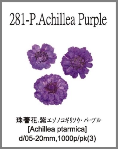 281-P.Achillea Purple 
