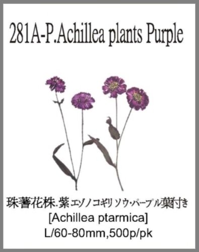 281A-P.Achillea plants Purple 